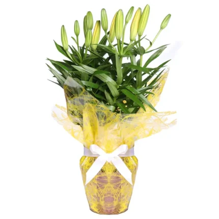 Lírio Amarelo Plantado e Chocolate Ferrero 2